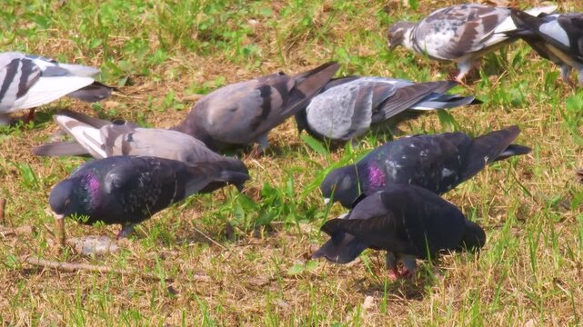 Urban pigeons foraging on walkway