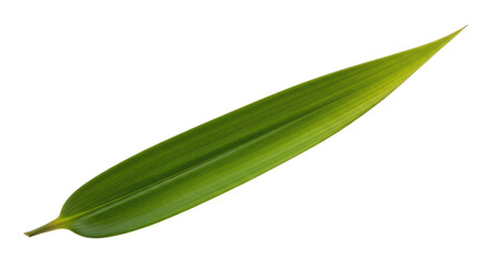 Single green bamboo leaf with prominent veins on black background plant nature