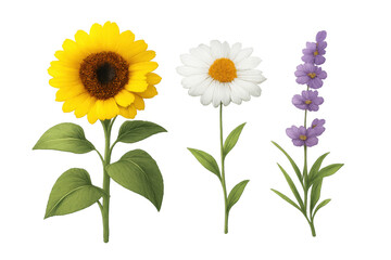 Naklejka premium Different spring and summer flowers including a sunflower, a daisy, and lavender, on a transparent background