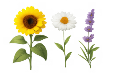 Different spring and summer flowers including a sunflower, a daisy, and lavender, on a transparent background