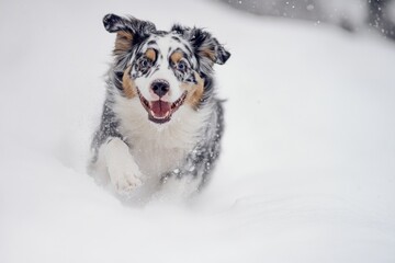 Fototapeta premium Cute Dog Running in Snow