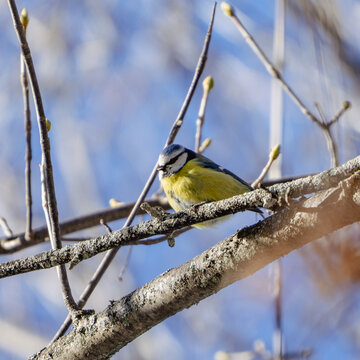 great tit parus major