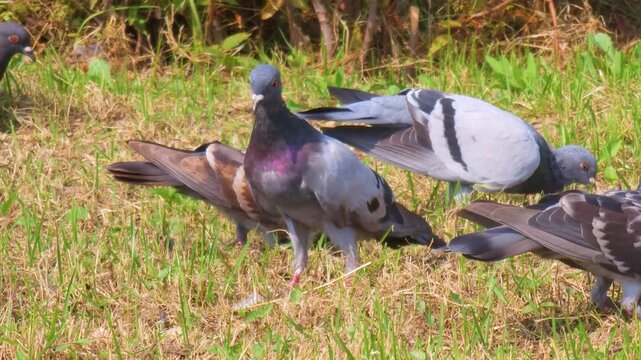Urban pigeons foraging on walkway