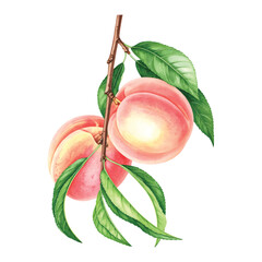 Two Peaches on a Branch with Green Leaves on White watercolor vector illutrastion transparent background