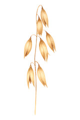 Watercolor Oat Spike with Golden Grains on White Background oats vector illutrastion transparent background