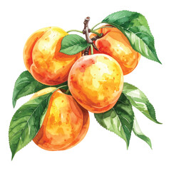 Watercolor painting of ripe apricots on a branch with green leaves vector illutrastion transparent background