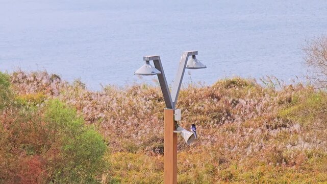 Urban pigeons and korean magpie