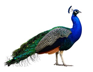 Obraz premium A regal peacock displays vibrant plumage, isolated on white