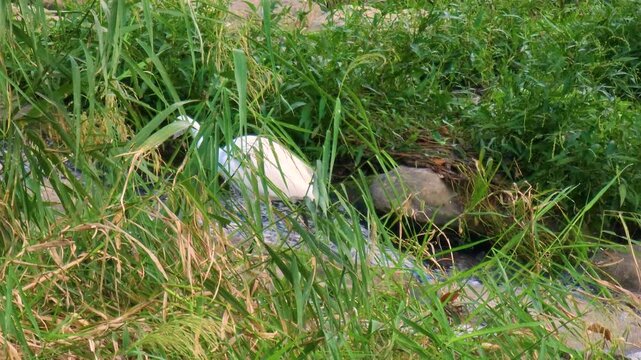 Little egret standing on riverrocks