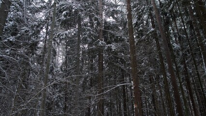 Forest Winter Scene, Snowcovered Trees Against Evening Sky, Nighttime Forest With Snow And Silhouetted Branches, Winter Woodland Canopy With Delicate Silhouettes And Tranquil Ambiance