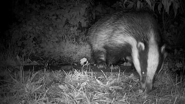 Badgers  in the  wild  footage 