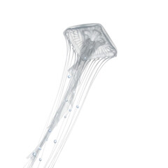 White jellyfish with long tentacles and pearl-like droplets against black background marine ocean