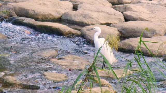 Little egret standing on riverrocks