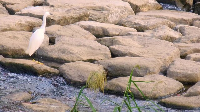 Little egret standing on riverrocks