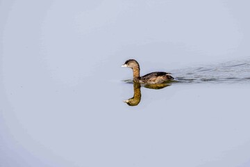 A small grebe is swimming in the lake, searching for a mate.