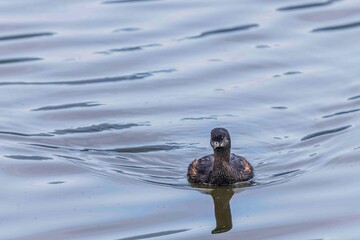 A small grebe is swimming in the lake, looking for a mate.