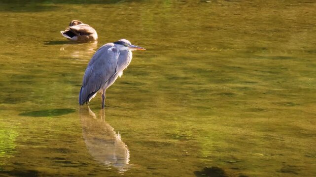 Grey heron reflected in the water​