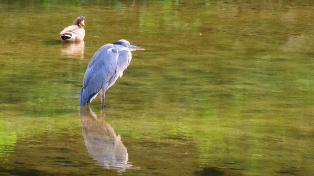 Grey heron reflected in the water​