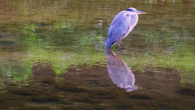 Grey heron reflected in the water​