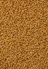 Obraz premium A densely packed surface of vibrant golden wheat grains filling the frame entirely, creating a rich, natural, and uniform background texture ,dry ,design element ,agriculture