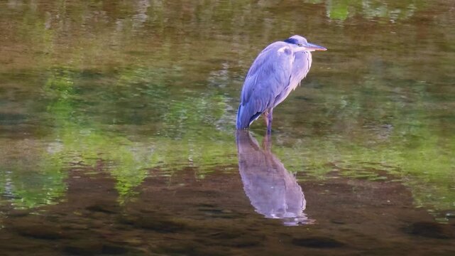 Grey heron reflected in the water​