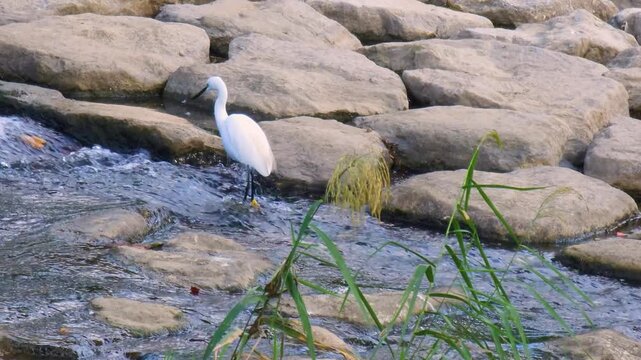 Little egret standing on riverrocks