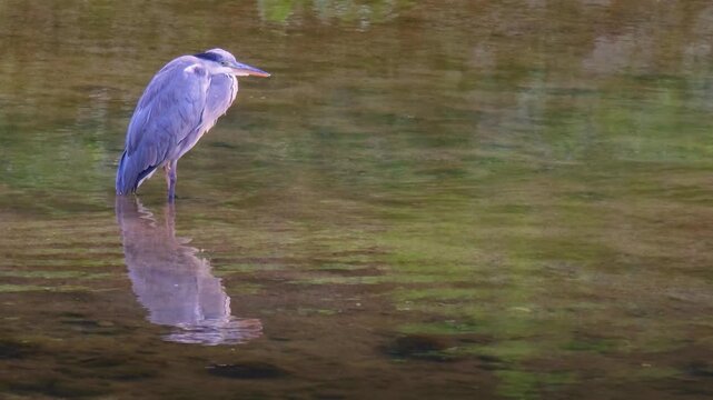 Grey heron reflected in the water​