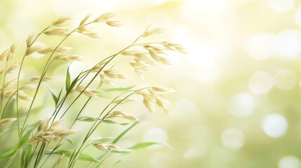 Delicate Grass Stalks Swaying in Soft Sunlight