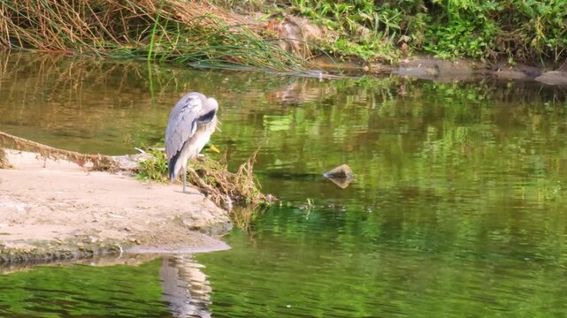 Grey heron reflected in the water​