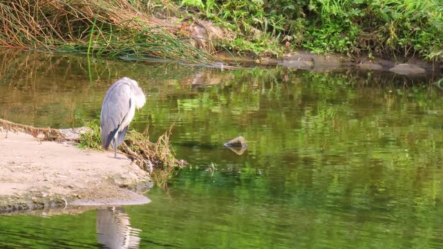 Grey heron reflected in the water​