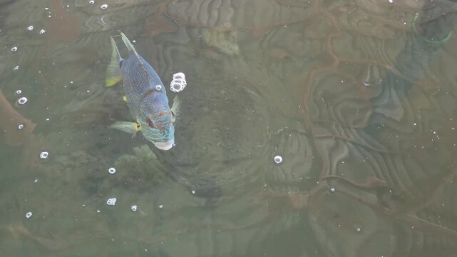  A sailfin snapper (Symphorichthys spilurus), also known as the blue-lined sea bream swimming near the surface of murky, rippling water.