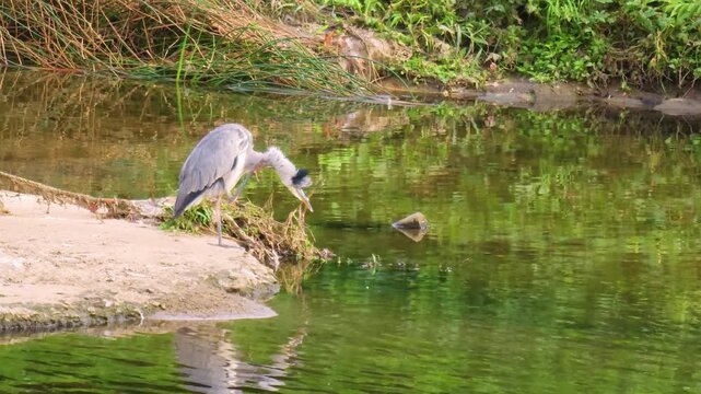 Grey heron reflected in the water​