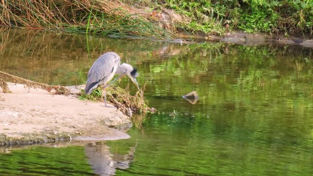 Grey heron reflected in the water​