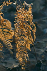 Liście o poranku 4 © Krzysztof