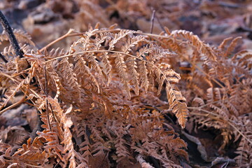 Liście o pranku 5 © Krzysztof