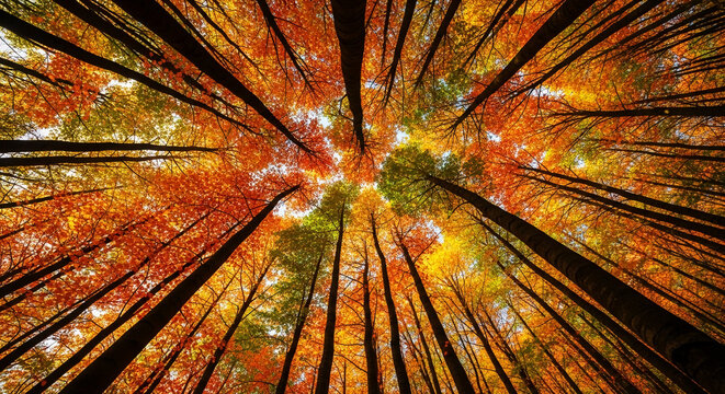Low-angle view of autumnal forest, tree trunks reaching skyward, foliage in orange, yellow, and green hues, showcasing nature's vibrant fall colors