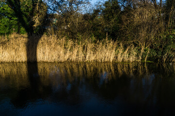 Winter reeds by a canal