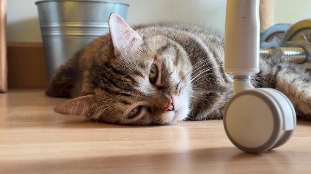 A tabby cat is relaxing while lying on the floor.