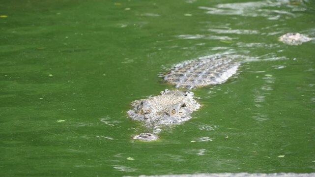 A hidden crocodile, with only its head and part of its back visible, lurks in a vibrant green pond covered in algae or duckweed. The water's surface creates a dense, natural camouflage.