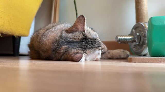 A tabby cat is relaxing while lying on the floor.