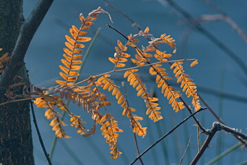 Liście o pranku 3 © Krzysztof