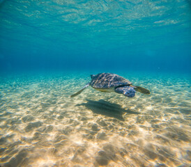 Obraz premium Sea Turtles Swimming Underwater – Loggerhead (Caretta Caretta) and Green Turtle