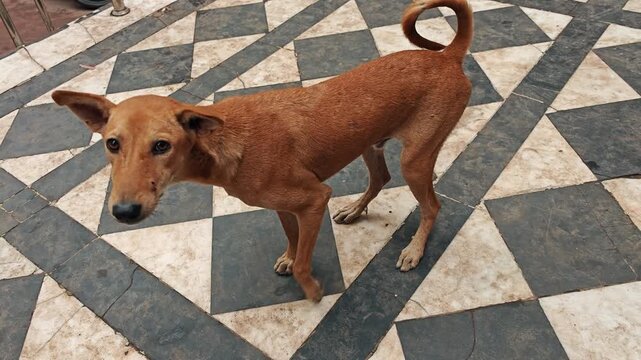 Dog scratching itself with its hind leg