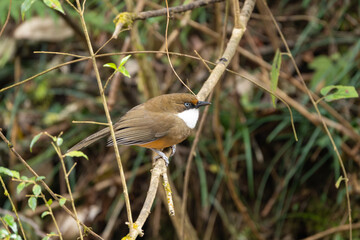White-throated Laughingthrush in dense Himalayan forests, a lively bird with a striking white throat, warm brown plumage, and social calls echoing through the undergrowth.