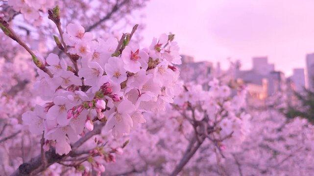 Pastel cherry blossoms at golden hour