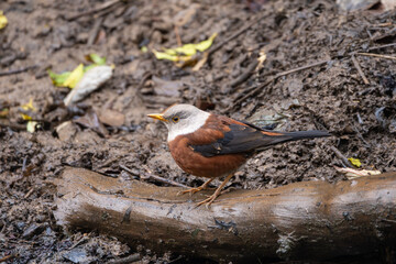 Chestnut Thrush perched quietly on a log, its rich chestnut plumage and dark head contrasting beautifully with the green Himalayan forest backdrop.