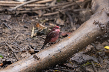 Dark-breasted Rosefinch perched quietly, its rich rosy tones and dark breast contrasting with the rugged Himalayan landscape