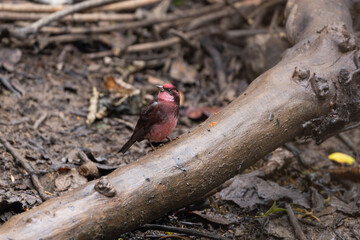 Dark-breasted Rosefinch perched quietly, its rich rosy tones and dark breast contrasting with the rugged Himalayan landscape