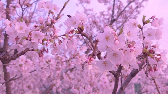 Pastel cherry blossoms at golden hour