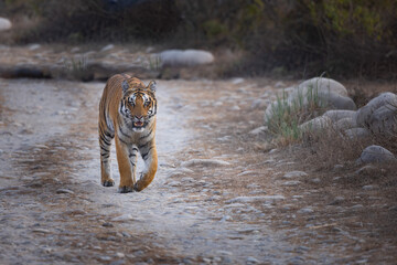 tiger in the wild © Chintan Mehta